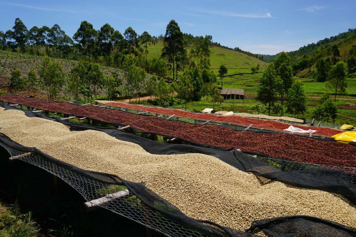  Gatunki kawy: Arabika kontra Robusta - Plantacja kawy