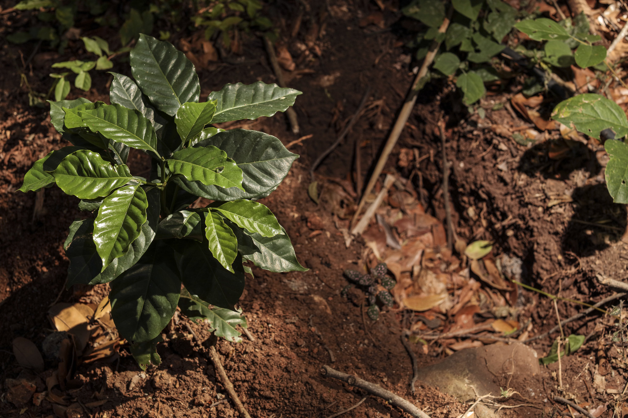 Gatunki kawy: Arabika kontra Robusta
